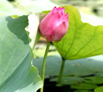 Mùa hoa sen ở hồ Quan Sơn